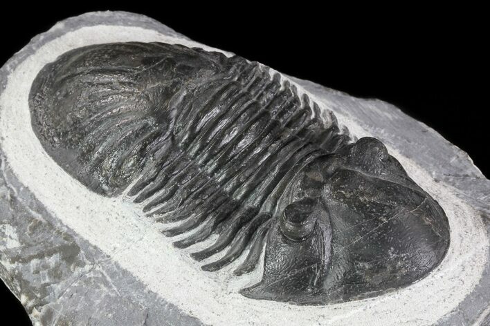 Paralejurus Trilobite - Huge Specimen #73038